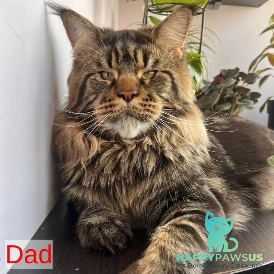 Carmen Maine Coon female black tortie tabby - live animals
