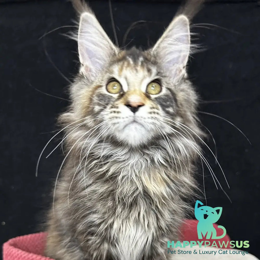 Carmen Maine Coon female black tortie tabby - live animals