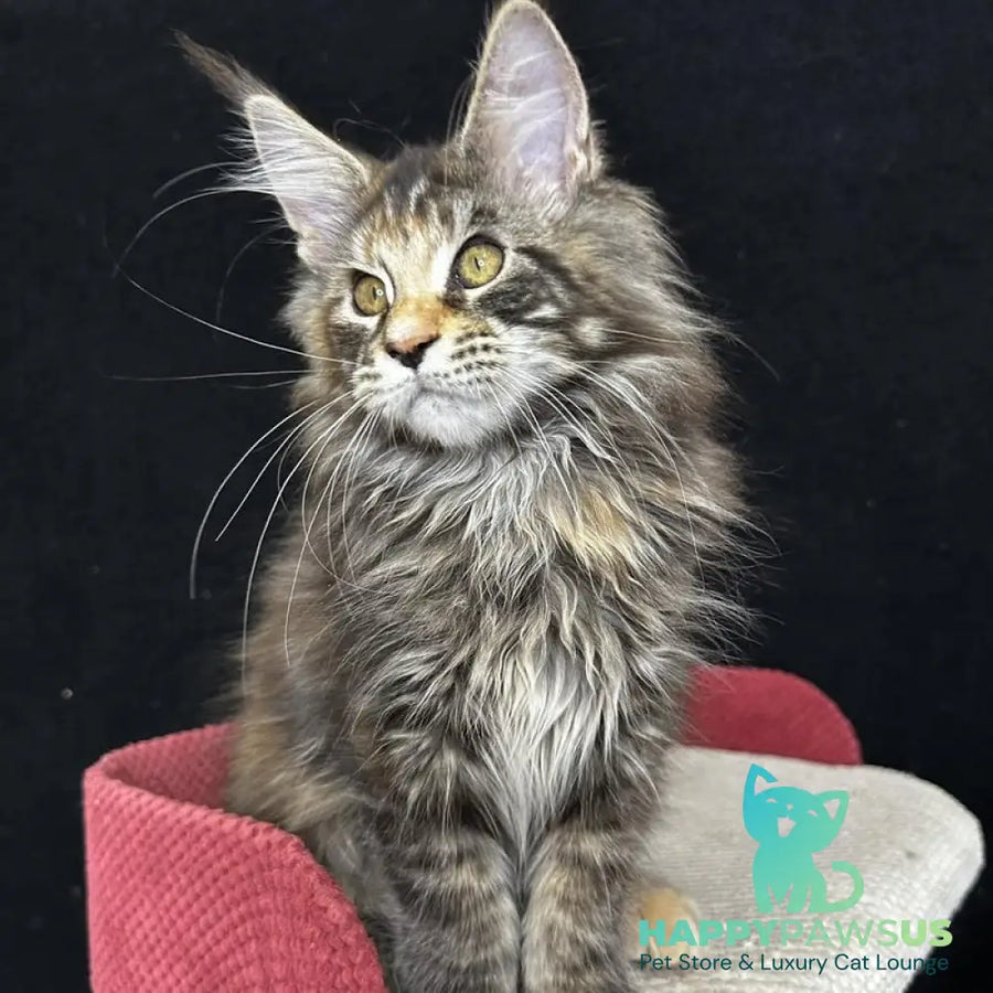 Carmen Maine Coon female black tortie tabby - live animals