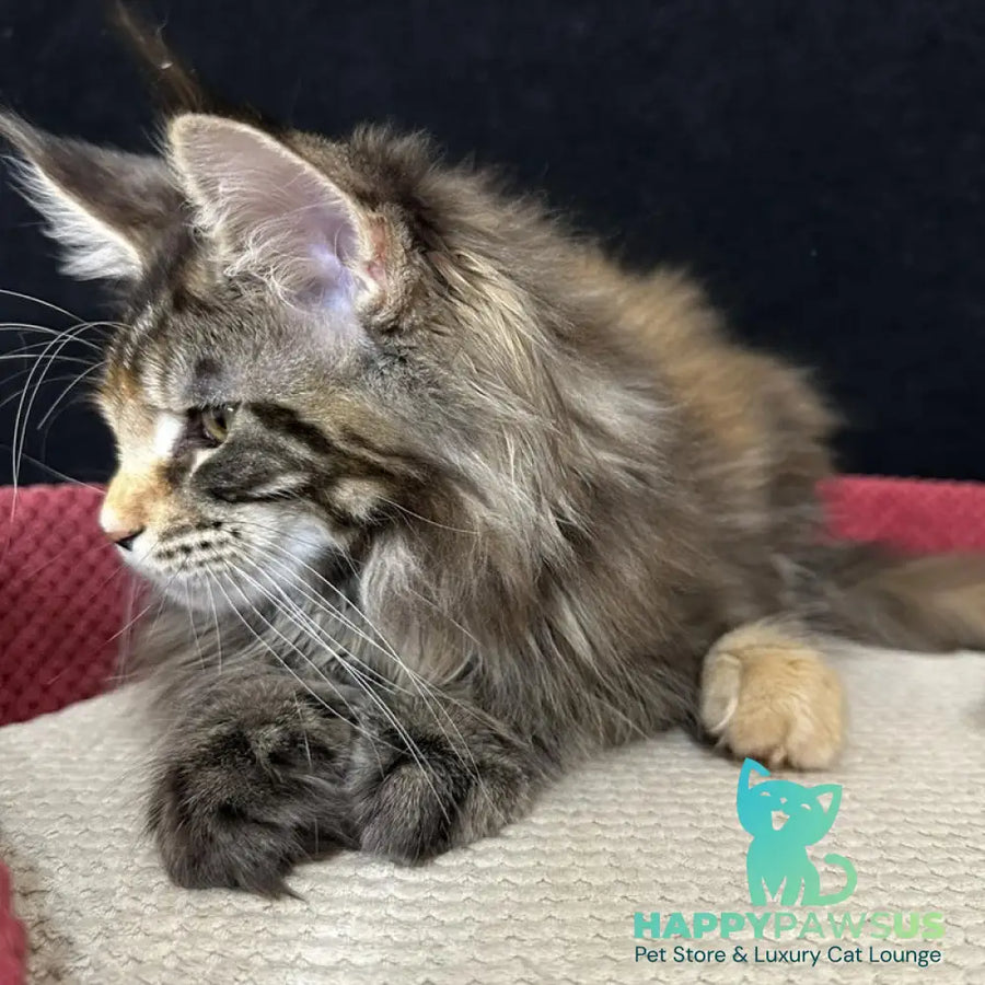 Carmen Maine Coon female black tortie tabby - live animals