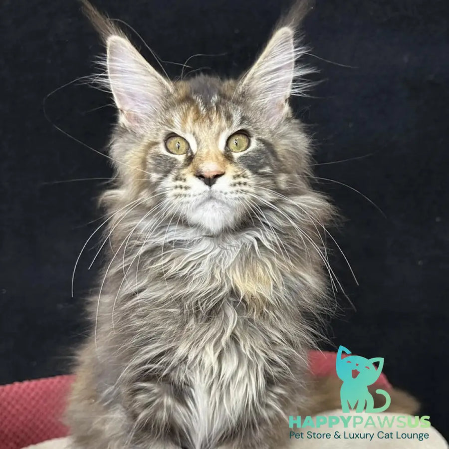 Carmen Maine Coon female black tortie tabby - live animals