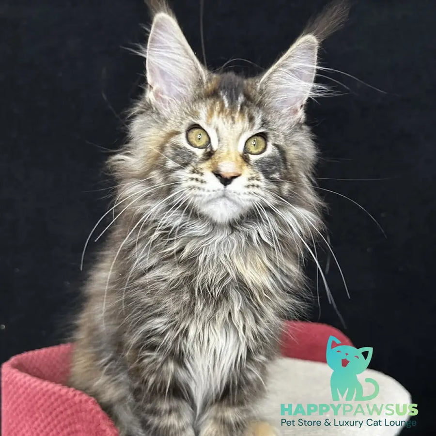 Carmen Maine Coon female black tortie tabby - live animals