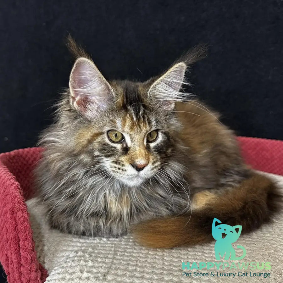 Carmen Maine Coon female black tortie tabby - live animals