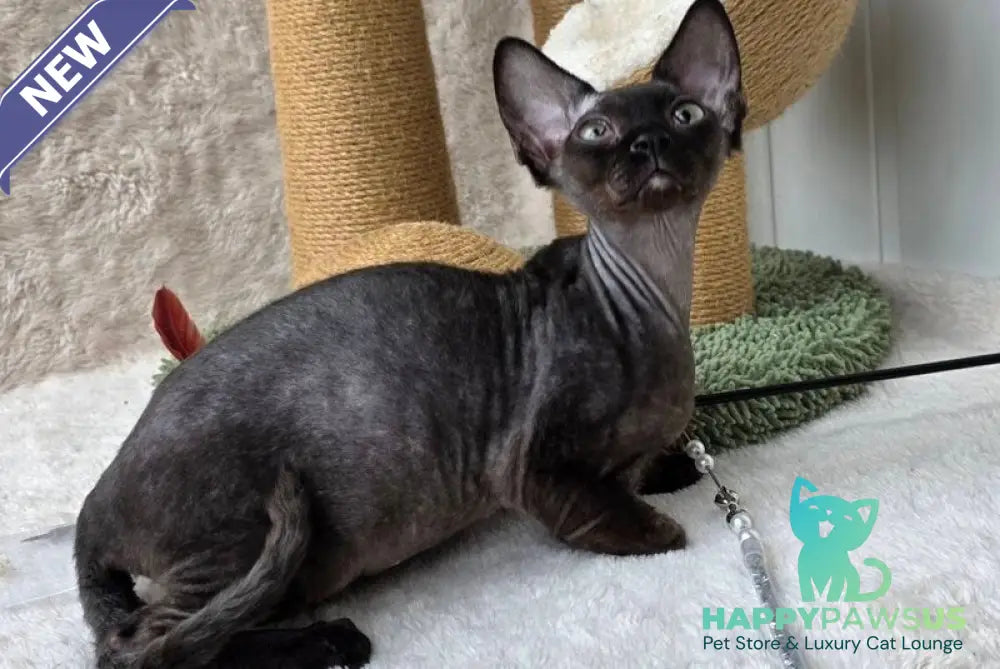 Carmensita Devon Rex female black - live animals