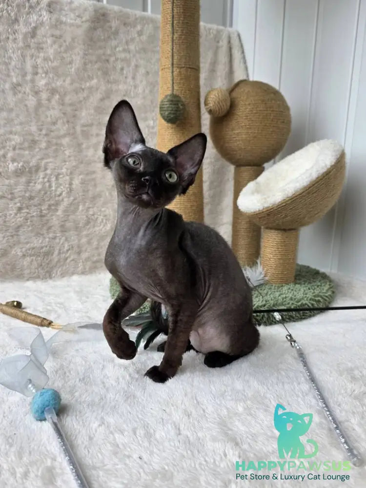 Carmensita Devon Rex female black - live animals