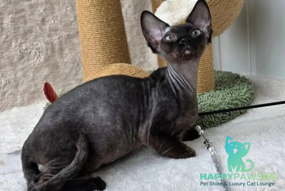 Carmensita Devon Rex female black - live animals