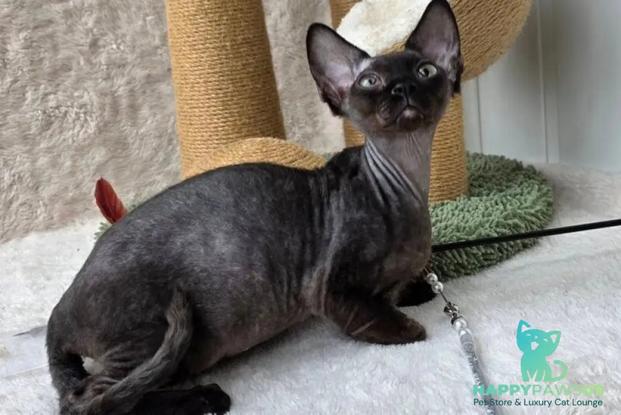 Carmensita Devon Rex female black - live animals