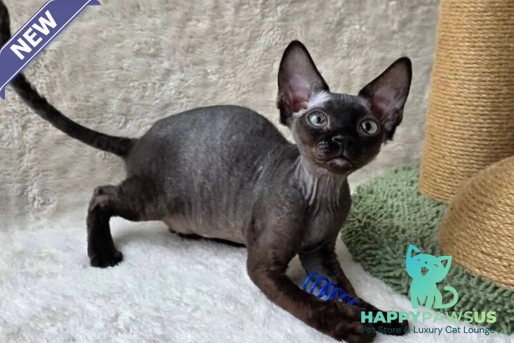 Carmensita Devon Rex female black - live animals