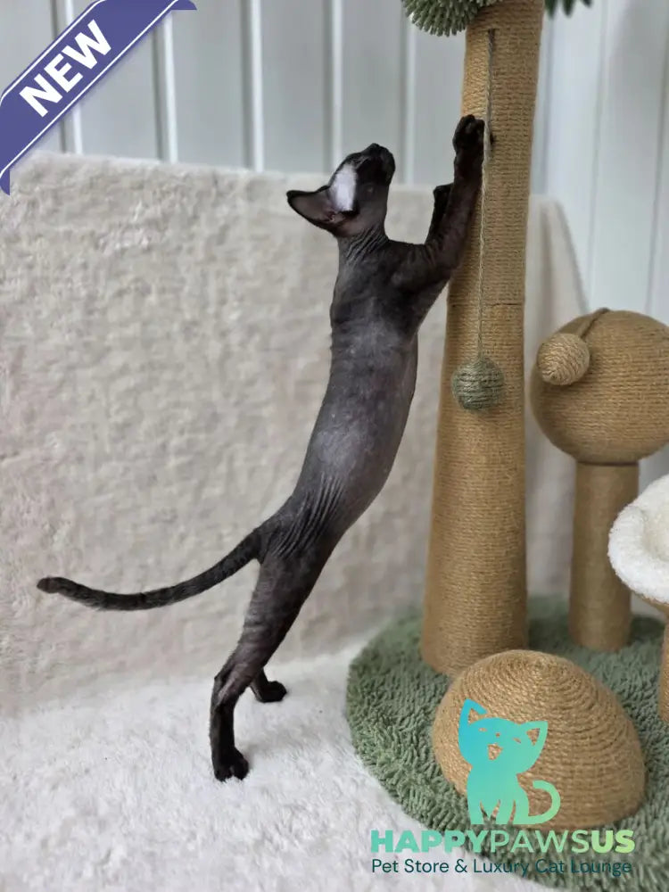 Carmensita Devon Rex female black - live animals