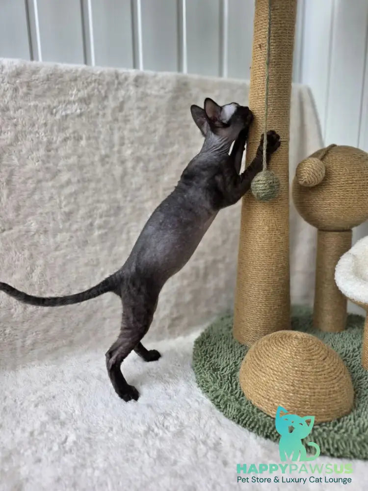 Carmensita Devon Rex female black - live animals