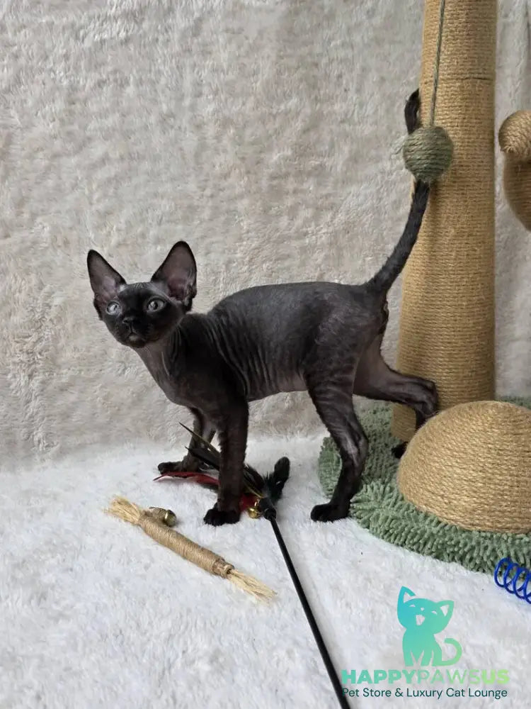 Carmensita Devon Rex female black - live animals