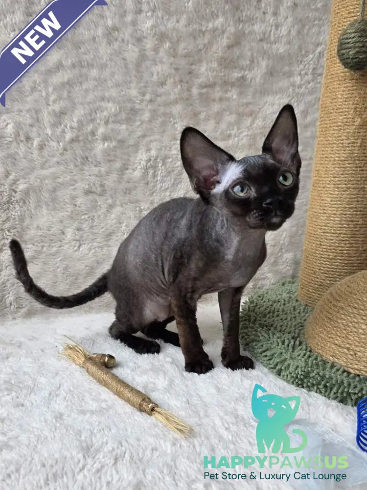 Carmensita Devon Rex female black - live animals
