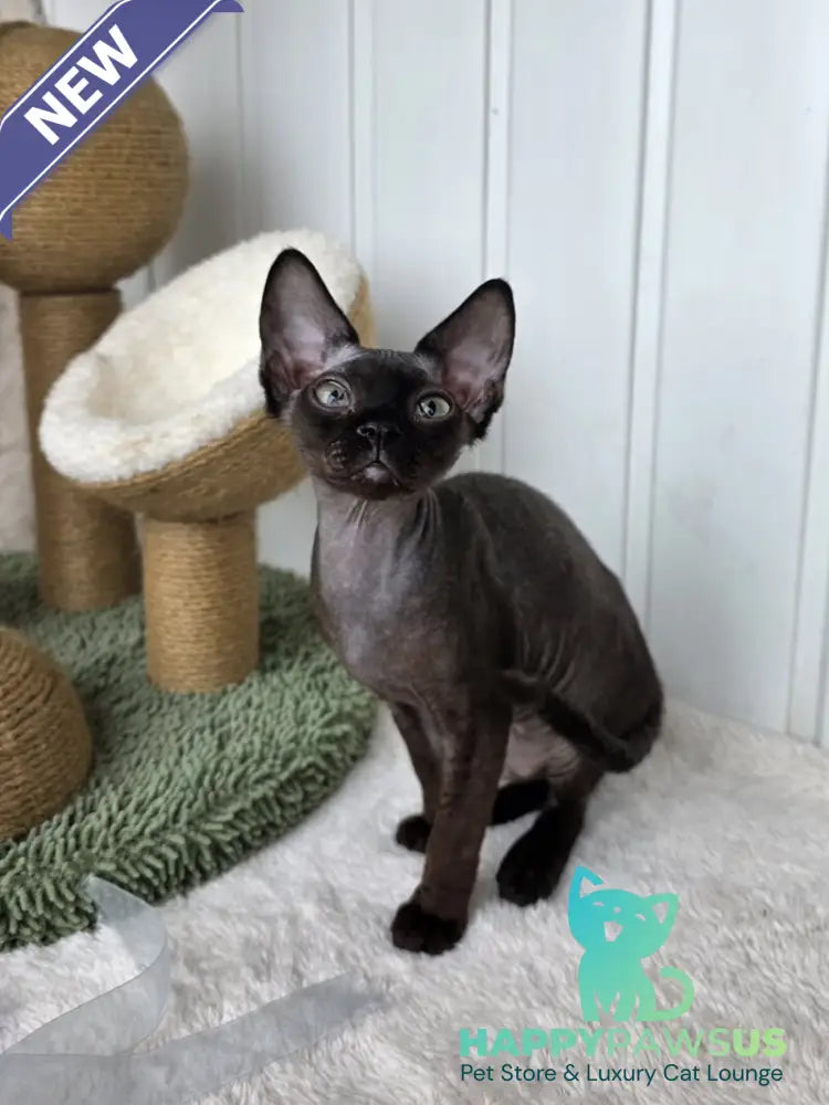 Carmensita Devon Rex female black - live animals