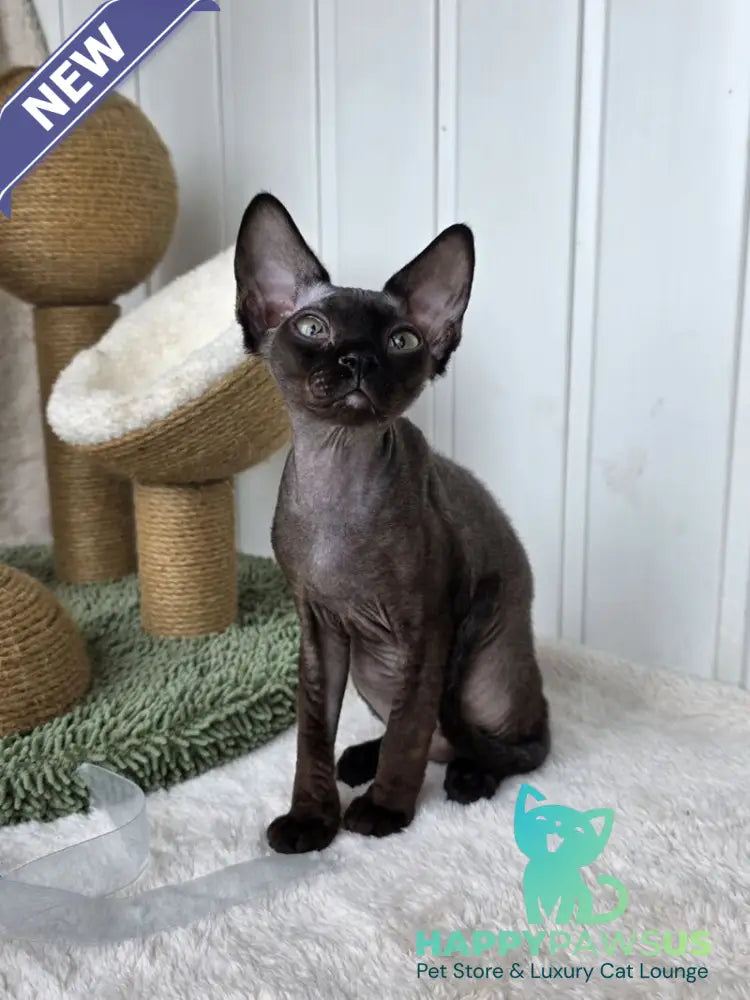 Carmensita Devon Rex female black - live animals