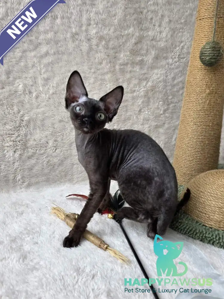Carmensita Devon Rex female black - live animals