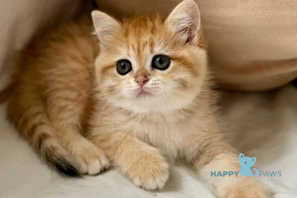 Carolina Scottish Straight female black golden spotted tabby live animals