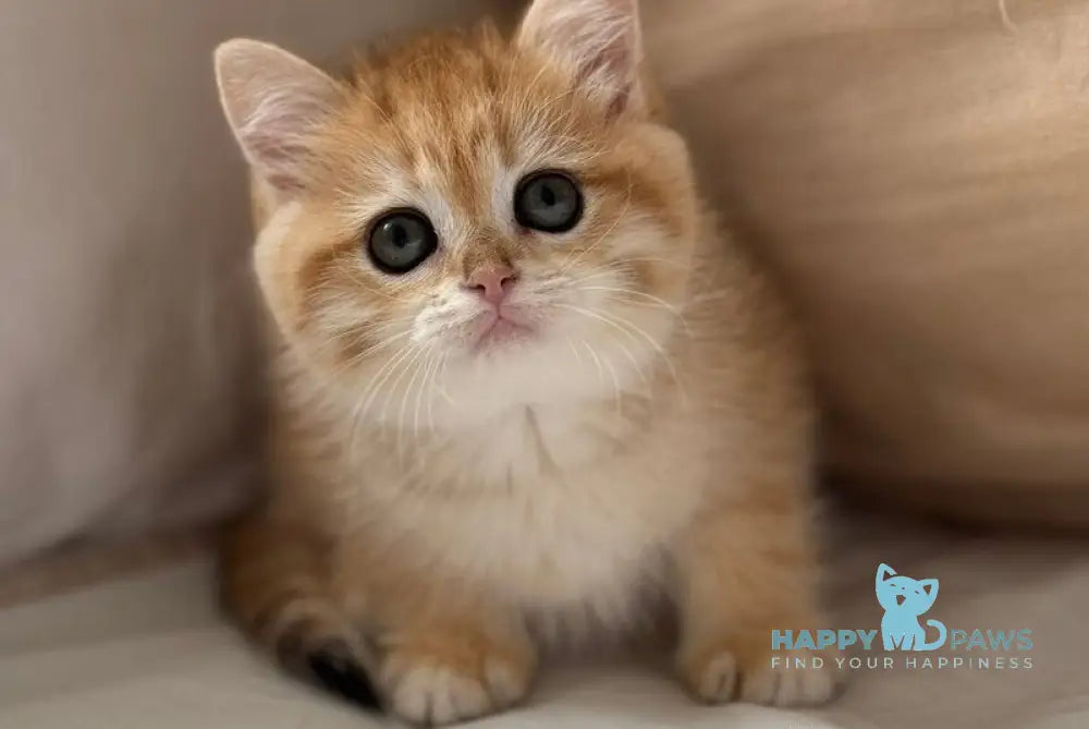 Carolina Scottish Straight female black golden spotted tabby live animals