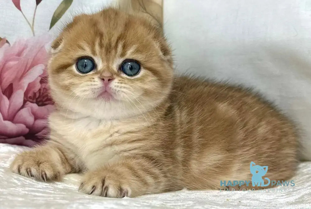 Caroline Scottish Fold female black golden tabby live animals