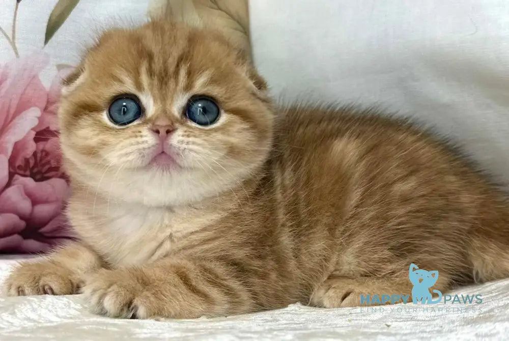 Caroline Scottish Fold female black golden tabby live animals