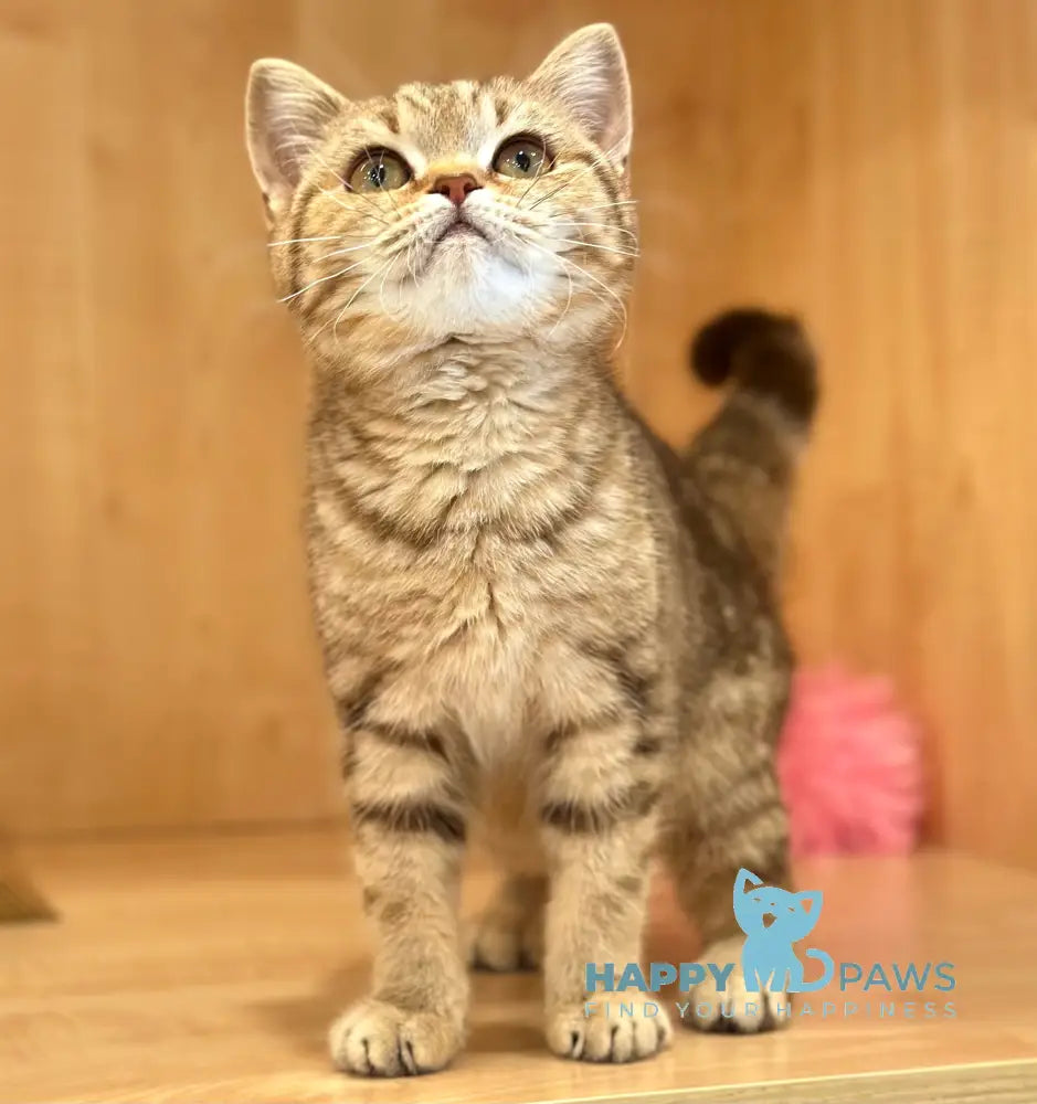 Carrie British Shorthair female chocolate tabby live animals