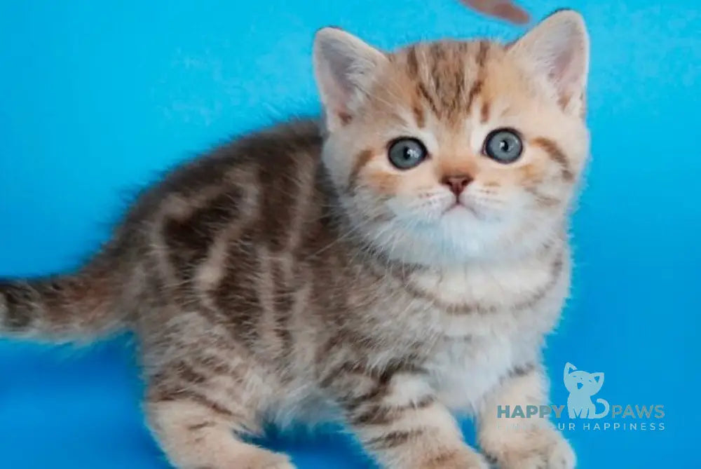 Carrie British Shorthair female chocolate tabby live animals
