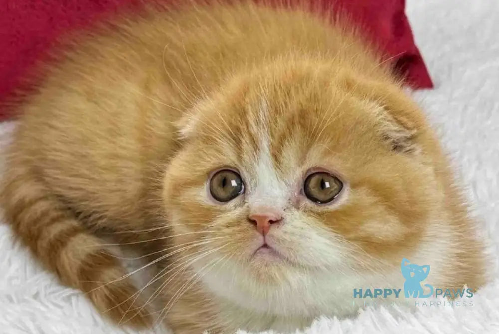 Carrot Scottish Fold male red bicolour live animals