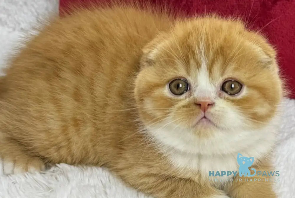 Carrot Scottish Fold male red bicolour live animals