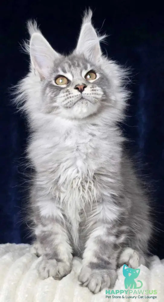 Caruso Maine Coon male black silver tabby - live animals