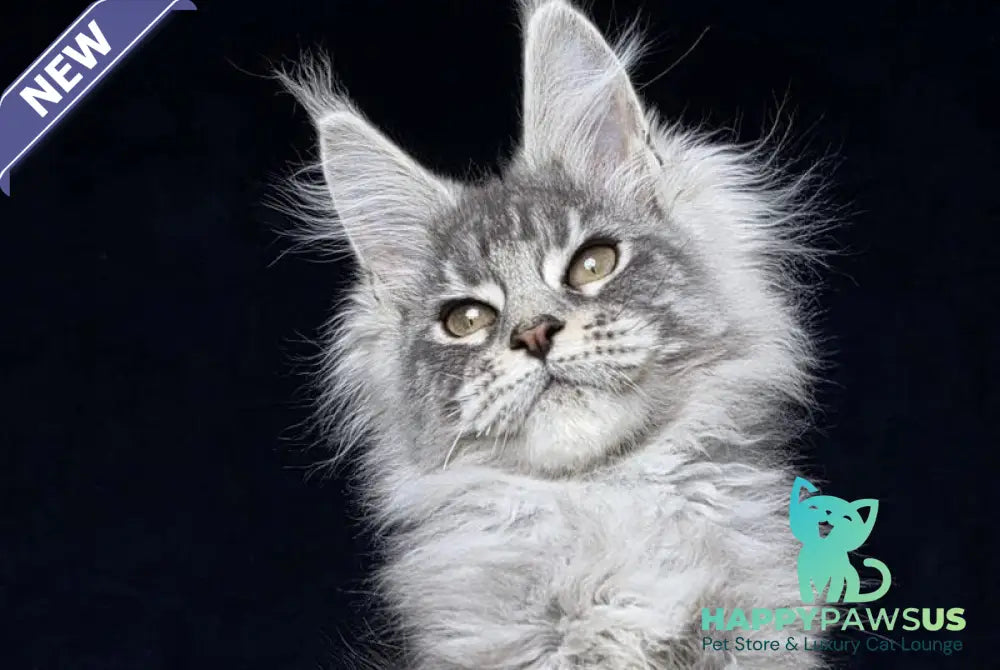 Caruso Maine Coon male black silver tabby - live animals