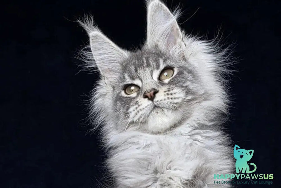 Caruso Maine Coon male black silver tabby - live animals