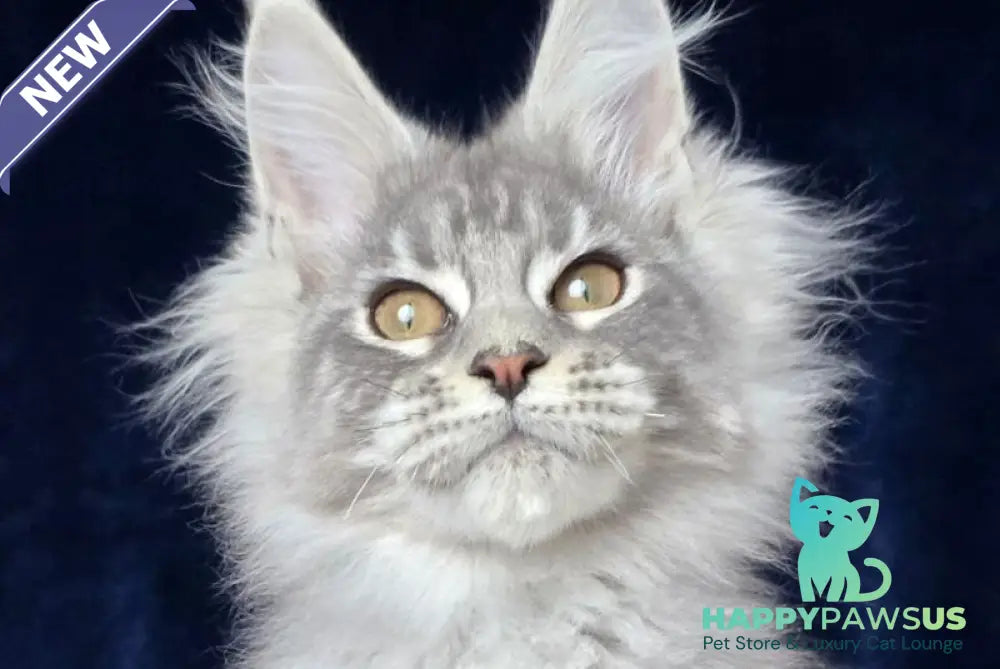 Caruso Maine Coon male black silver tabby - live animals