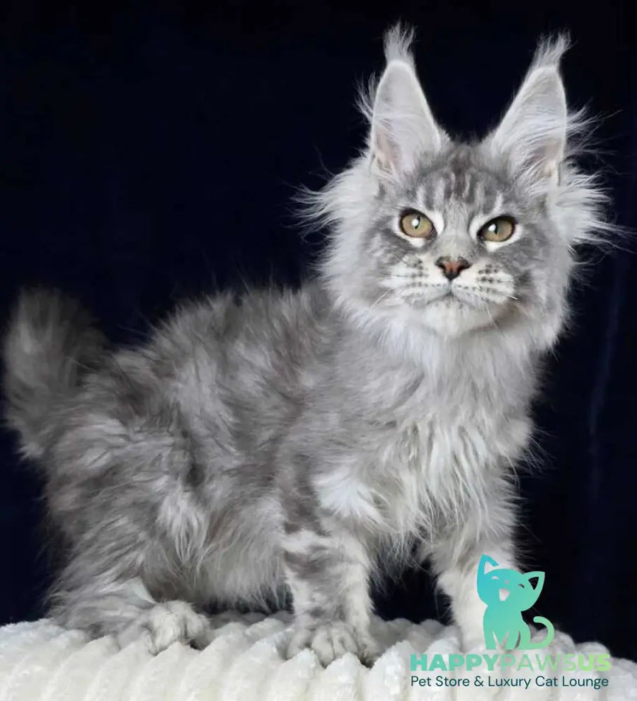 Caruso Maine Coon male black silver tabby - live animals