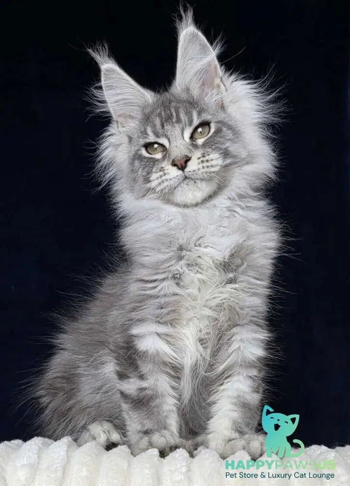 Caruso Maine Coon male black silver tabby - live animals