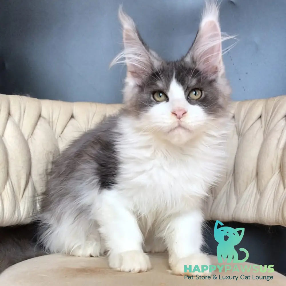 Casanova Maine Coon male black silver bicolour - live animals