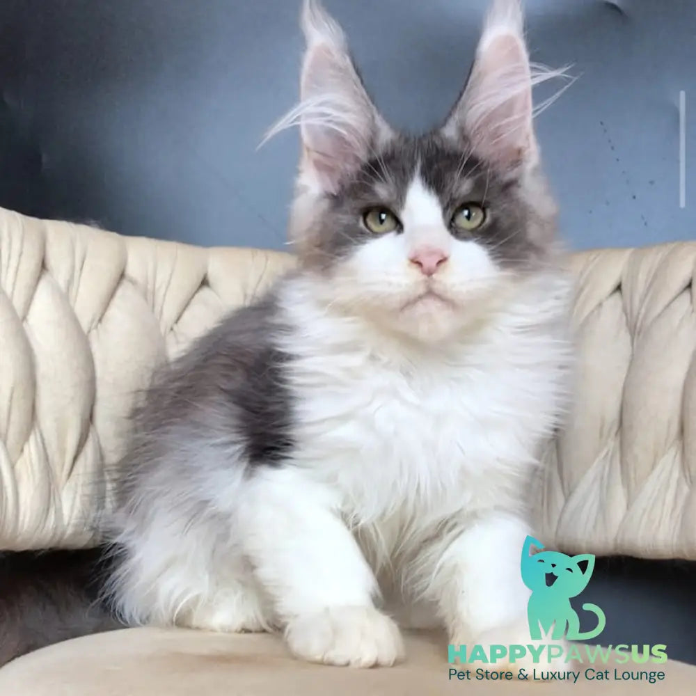 Casanova Maine Coon male black silver bicolour - live animals