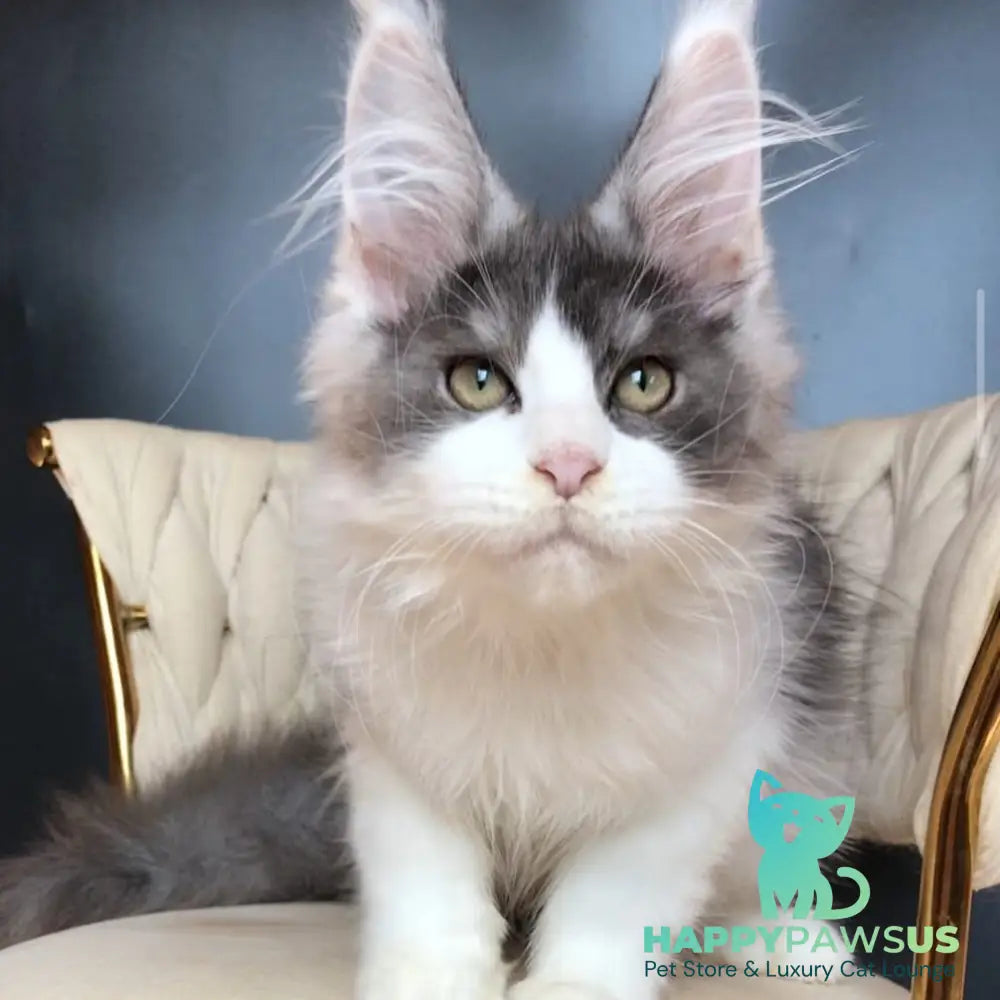 Casanova Maine Coon male black silver bicolour - live animals