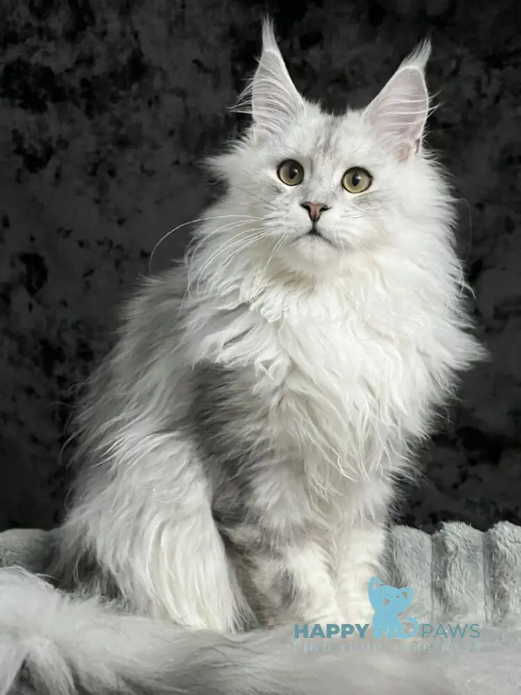 Cash Maine Coon male black silver ticked tabby live animals