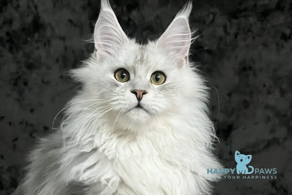 Cash Maine Coon male black silver ticked tabby live animals