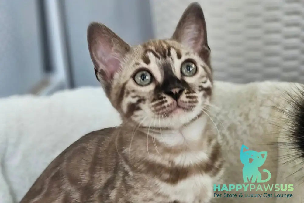 Cashmere Bengal male black spotted tabby pointed - live animals