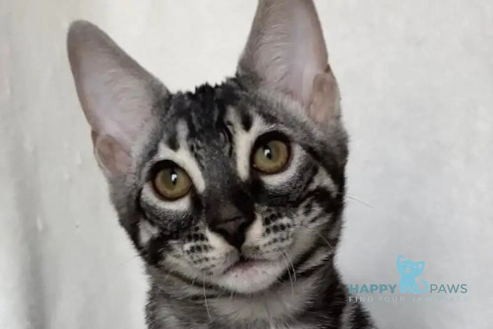 Casper Bengal male black amber spotted tabby live animals