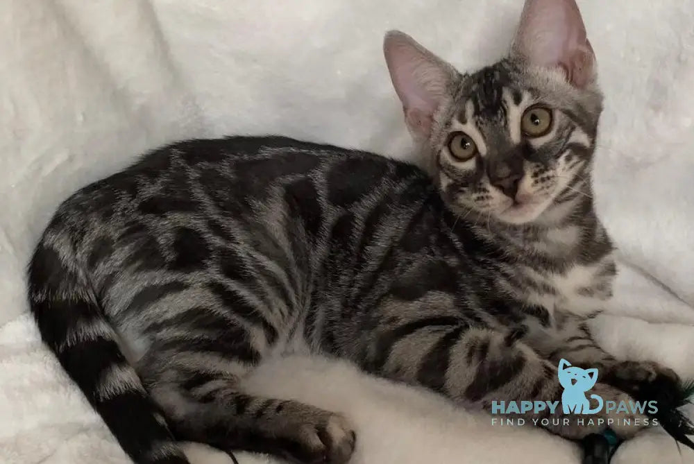 Casper Bengal male black amber spotted tabby live animals