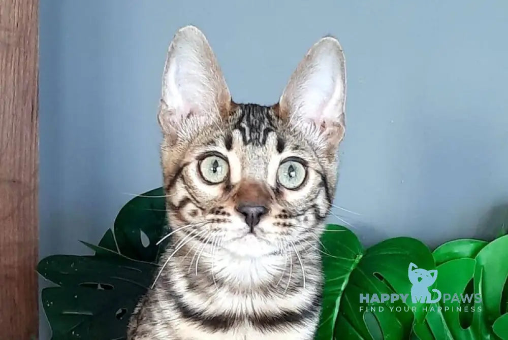 Casper Bengal male black spotted tabby live animals