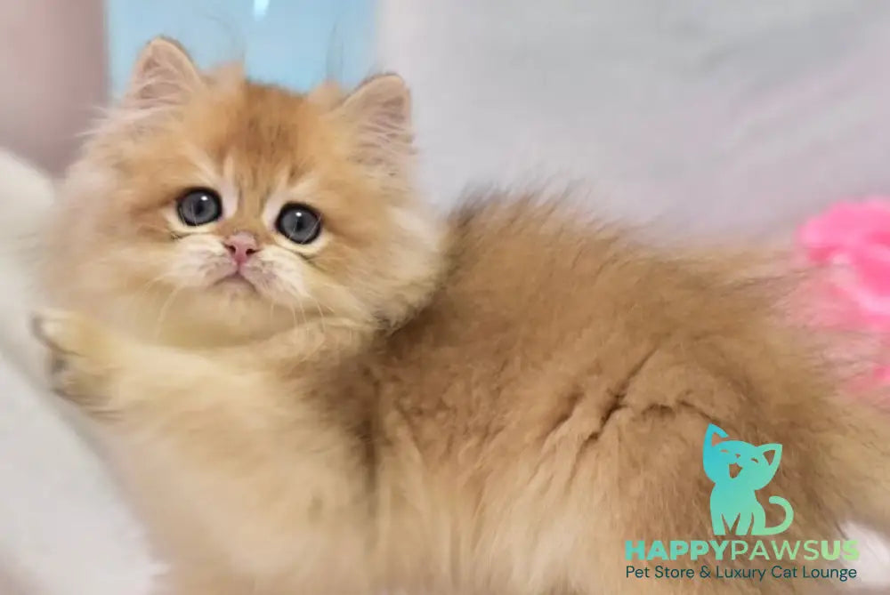 Casper British Longhair male black golden shaded live animals