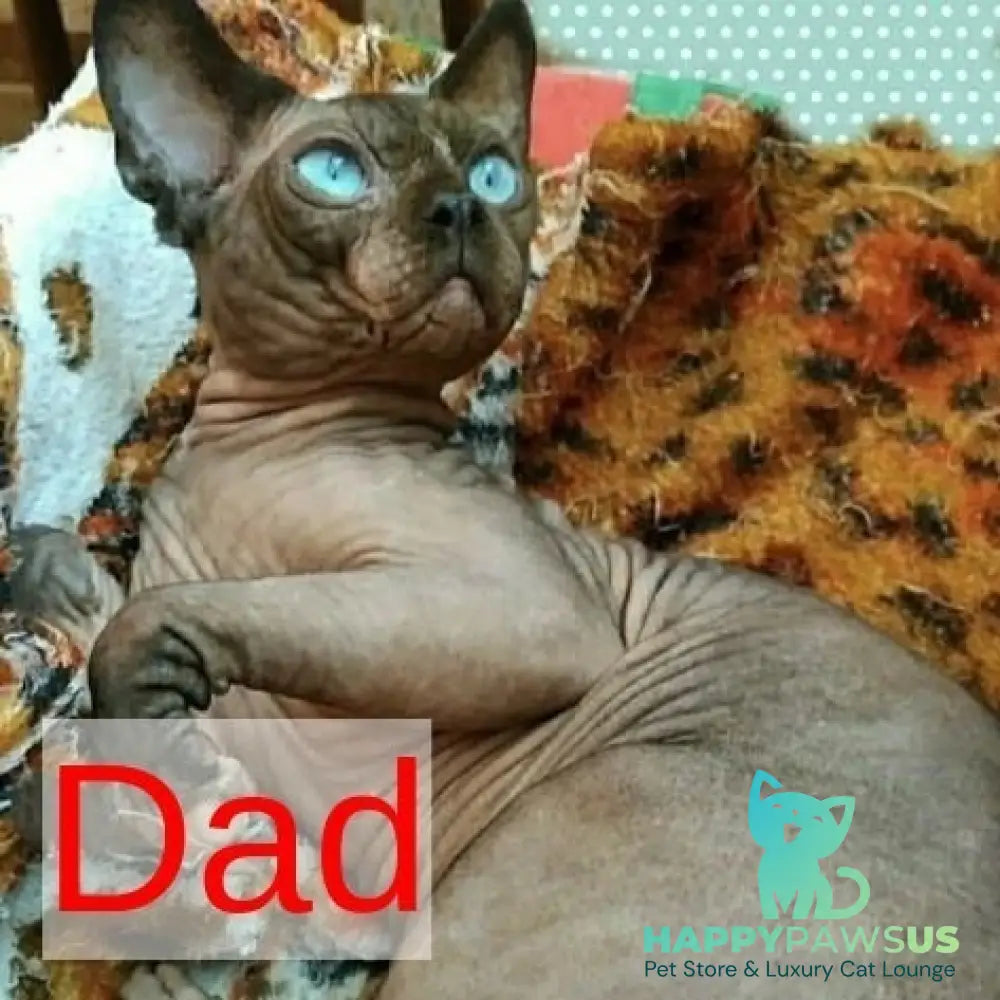 Casper Canadian Sphynx male black pointed - live animals