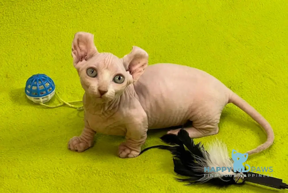 Casper Dwelf male white live animals