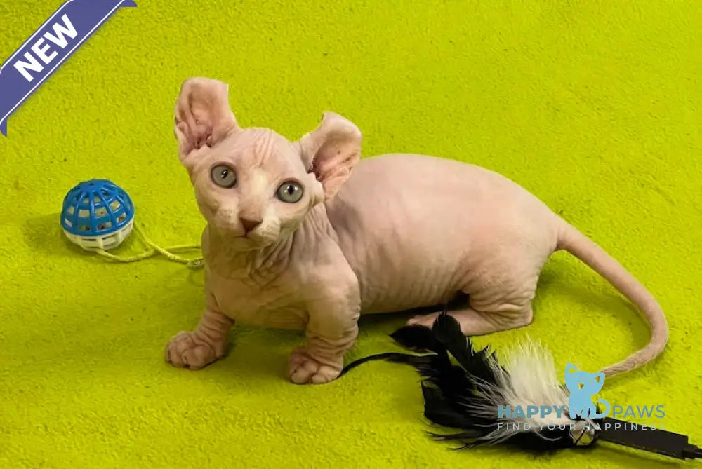 Casper Dwelf male white live animals