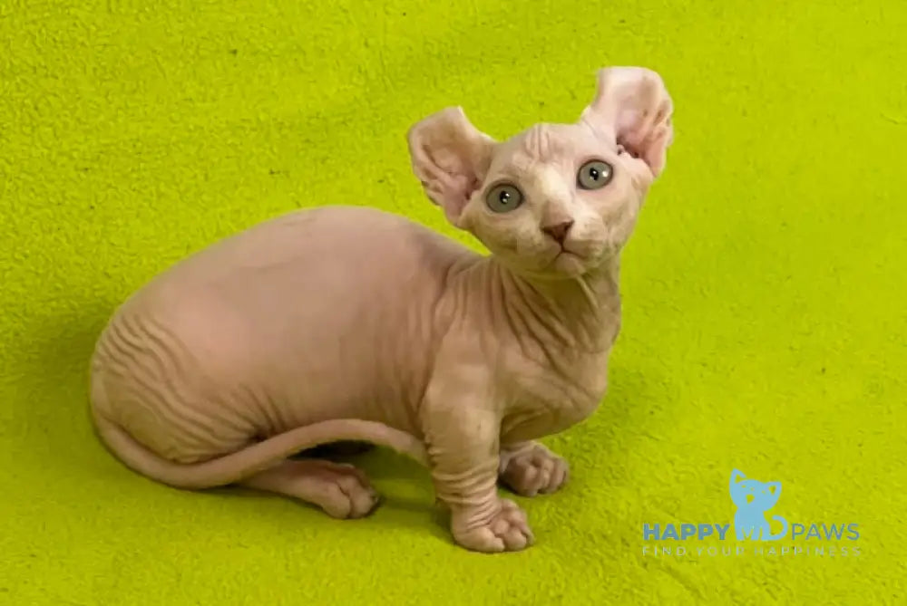 Casper Dwelf male white live animals