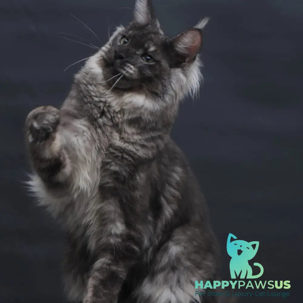 Casper Maine Coon male black silver - live animals