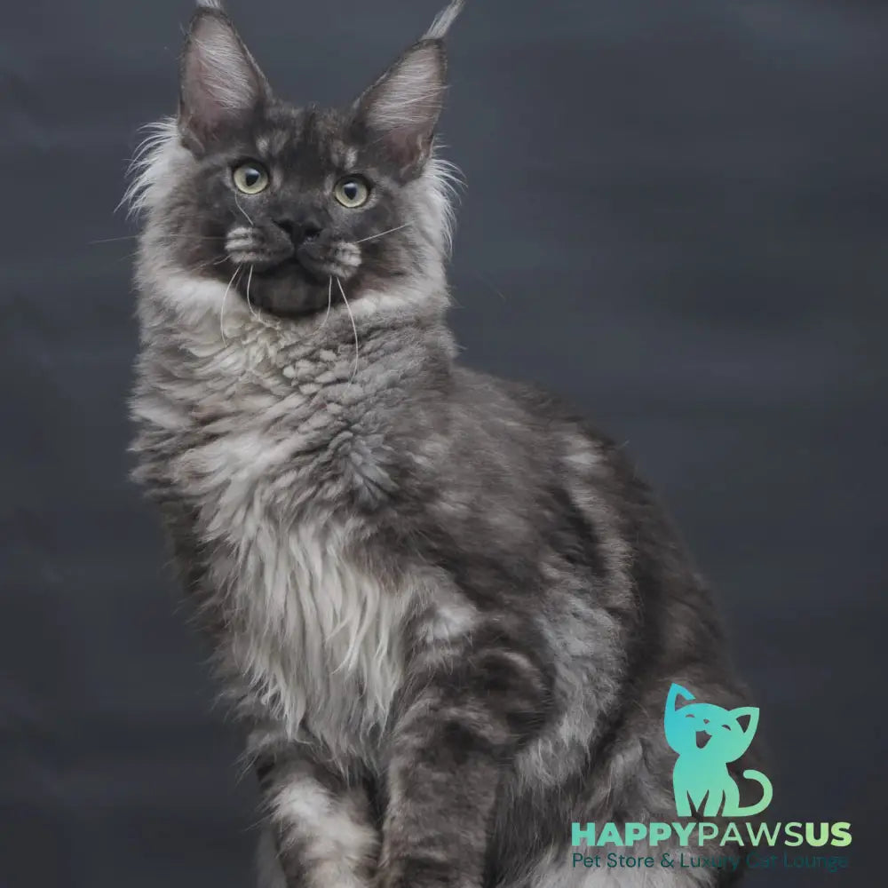 Casper Maine Coon male black silver - live animals