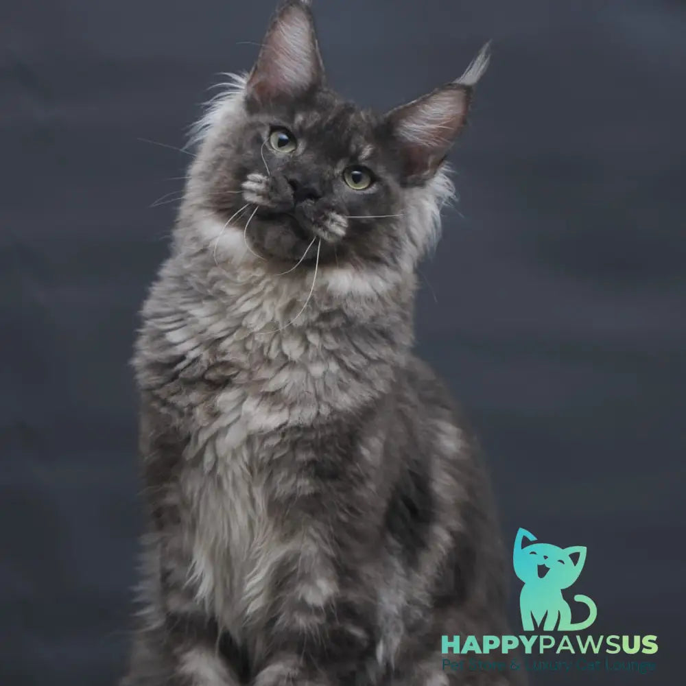 Casper Maine Coon male black silver - live animals